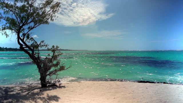 Slow-motion shot of tree at Palmar beach
