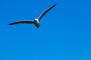 Seagull on blue sky background