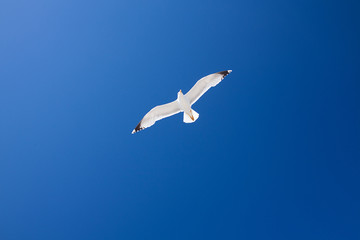 Seagull on blue sky background