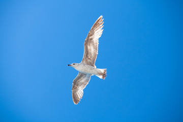 Seagull on a background of blue sky.