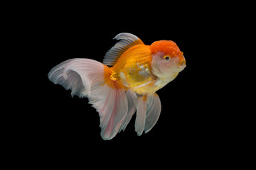 goldfish isolated on black background.