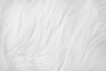 Fototapeta na wymiar Soft focus white fur dog texture short smooth patterns for mild grey background