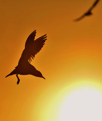 The silhouette of a flying seagull. Red sunset sky background. Dramatic Sunset Sky. The Black-headed Gull Scientific name: Larus ridibundus.