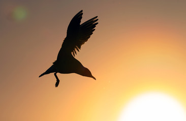 The silhouette of a flying seagull. Red sunset sky background. Dramatic Sunset Sky. The Black-headed Gull Scientific name: Larus ridibundus.