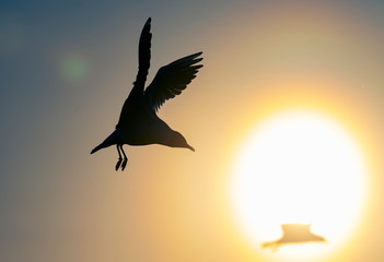 The silhouette of a flying seagull. Red sunset sky background. Dramatic Sunset Sky. The Black-headed Gull Scientific name: Larus ridibundus.