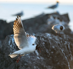 The flying seagull in backlight of the sunset. Sunset  background. The Black-headed Gull Scientific name: Larus ridibundus.