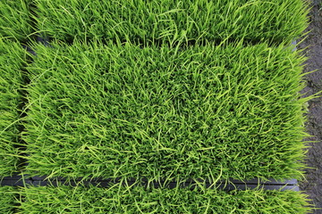 ears of wheat in the field