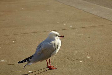 seagull on park