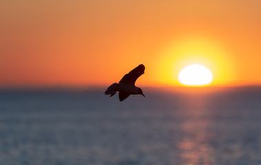 Fototapeta na wymiar The silhouette of a flying seagull. Red sunset sky background. Dramatic Sunset Sky. The Black-headed Gull Scientific name: Larus ridibundus.