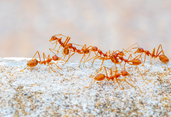 Red ants Macro Ants, Oecophylla smaragdina, Oecophylla, Small ant, Beautiful ants, Cute ant,background