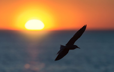 The silhouette of a flying seagull. Red sunset sky background. Dramatic Sunset Sky. The Black-headed Gull Scientific name: Larus ridibundus.