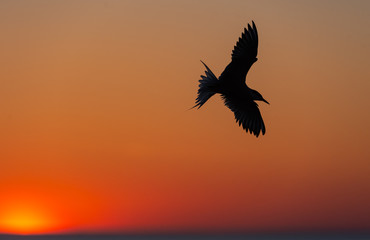 The silhouette of a flying tern against the red sunset sky. Dramatic Sunset Sky. The Common Tern Scientific name: Sterna hirundo. Sternidae