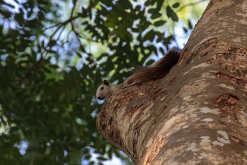 squirrel on a tree