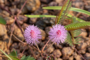 sensitive plant's flowers