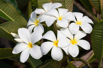 white frangipani flowers in the garden