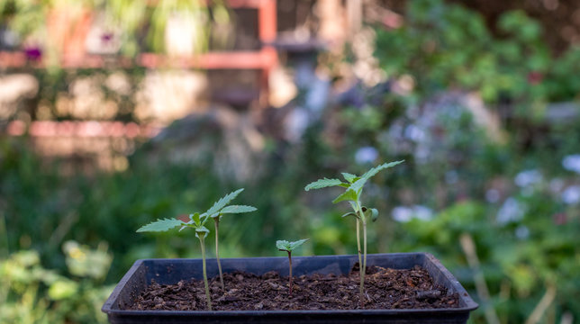 Marijuana seedlings in a seed tray in an urban garden image with copy space in horizontal format