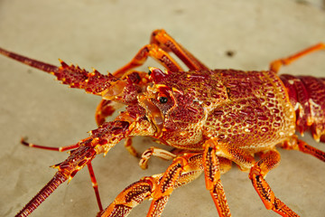 lobster 