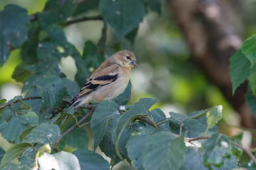 Pine siskin bird