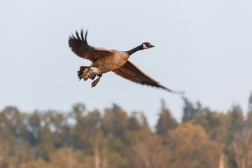 Canada goose duck