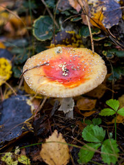 big red fly agaric in the forest