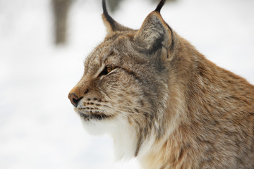 Lynx winter