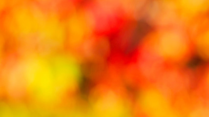 Colorful leaves at sunset. Autumn concept .blur