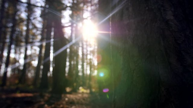 4K Dolly shot slide through Sherwood Forest, Pine trees and woods with lens flare, tree bark