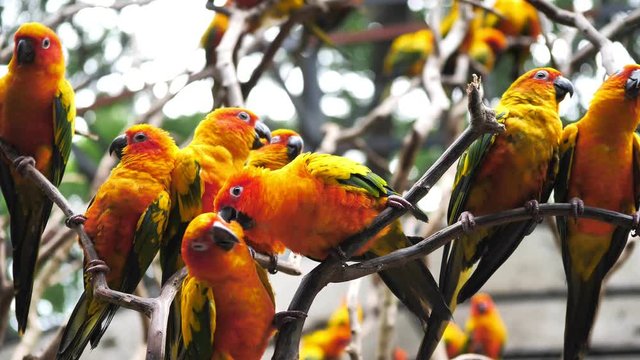 Beautiful Sun Conure birds perching on branch 