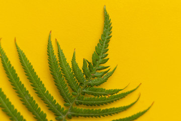 macro view of fern leaf, abstract nature organic background