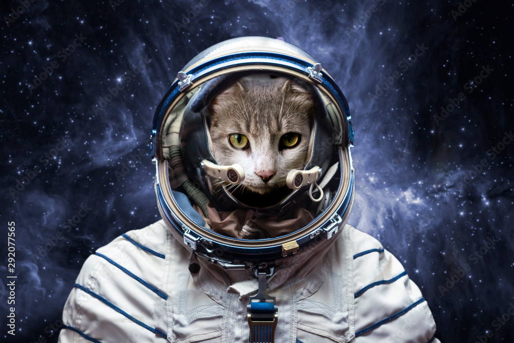 Poster curious astronaut cat in outer space, explore the universe, elements of this image furnished by nasa