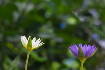 white and purple lotus on daylight.