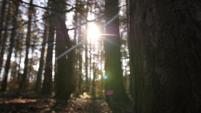 4K Dolly shot slide through Sherwood Forest, Pine trees and woods with lens flare, tree trunks
