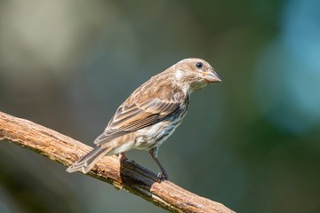 For the Birds