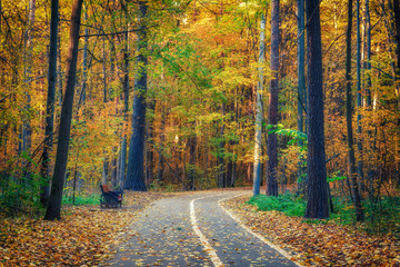 Pathway in the bright autumn forest