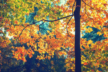 Sunny autumn golden maple tree