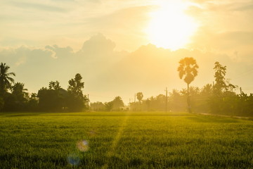 Obraz premium Scenic landscape view of sunrise on natural rice field in the morning at countryside thailand.