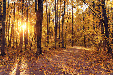 Bright trees in the sunny autumn park