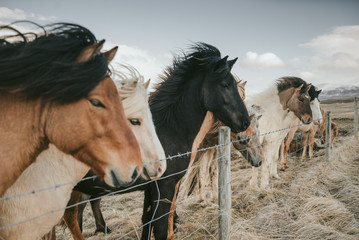 herd of horses