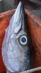 Fish with large eyes in a dirty orange basket ready for sale