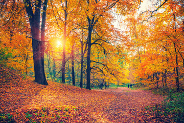 Fototapeta premium Bright trees in the autumn park at sunset