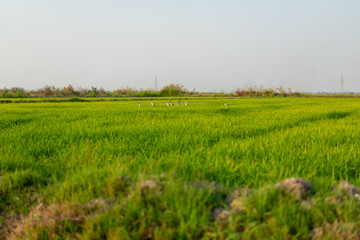Beautiful rice fields and local white bird walking around organic rice fields and looking for shell food. Green rice field in country side of Thailand