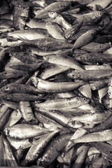 Obraz premium fish for sale in market in Tuticorin, Tamil Nadu, India