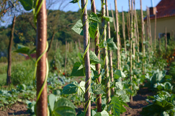 Pflanze gegen das Sonnenlicht mit leichten Sonnenstrahlen im Hintergrund.