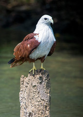 Brahminy kite in Kerala backwaters near Kovalam