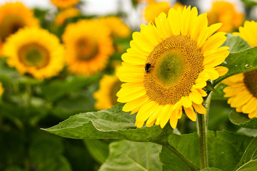 Obraz premium Sunflower field