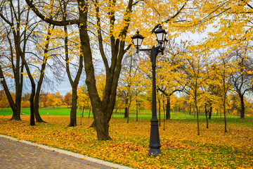 Fototapeta premium golden autumn in the park