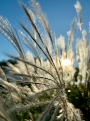 grass on background of blue sky