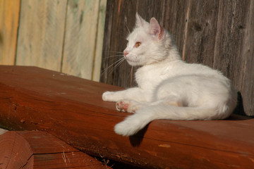 Fototapeta na wymiar cat with yellow eyes