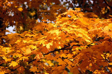 branch of bright yellow leaves in the autumn in the park