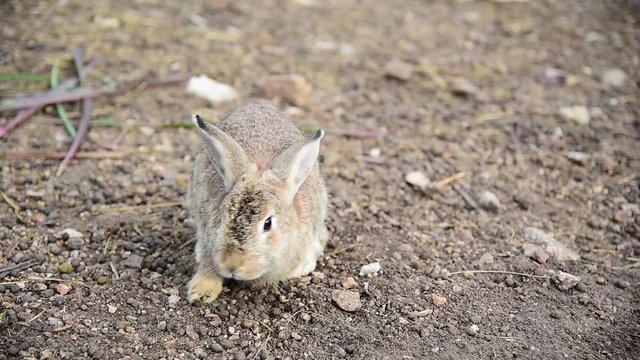 closed up the rabbit